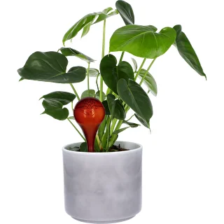 Taimede kastmiskuulid, läbipaistvad merevaigutooni, 400 ml, 4 tk. – photo 6