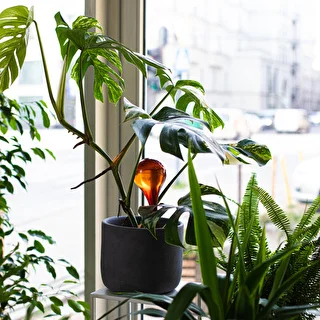 Taimede kastmispallid, läbipaistvad merevaigukarva, 400 ml, 2 tk. – photo 11