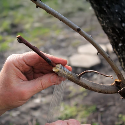 Aianduslik pookelint, läbipaistev, 100 m x 3 cm - 4