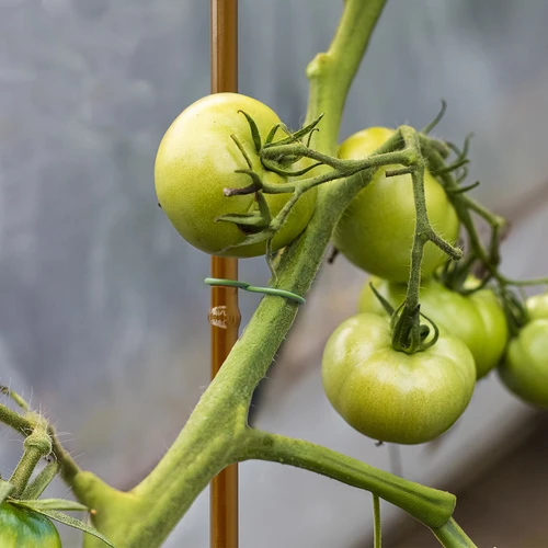 Bambusekujuline kaetud terasest tugikepp, 150 cm x 11mm - 5