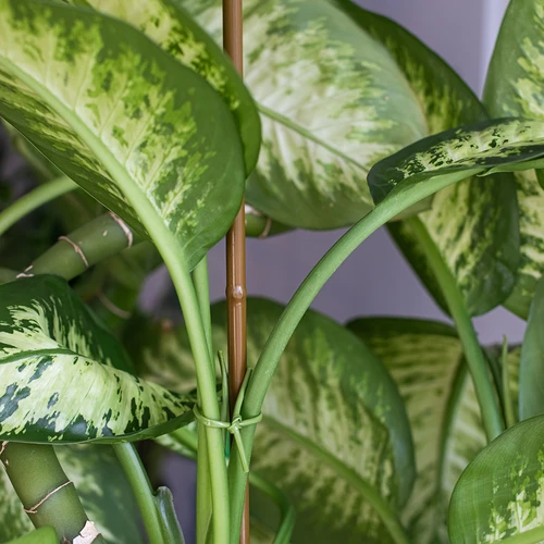 Bambusekujuline, kaetud teraskepp, 180 cm x 11mm - 4