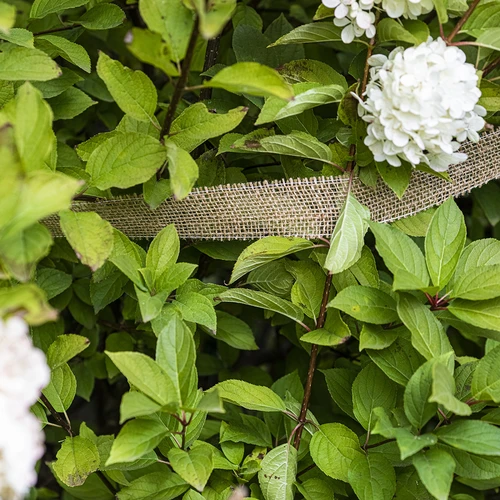 Džuudilint 5 cm /  8 m - 5