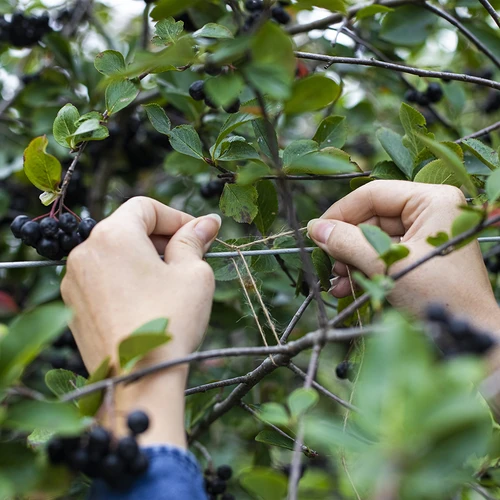 Džuudinöör 1,5 mm/100 m/100 g - 8