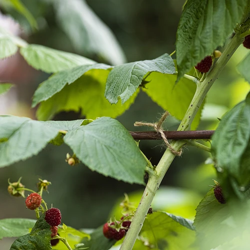 Džuudist nöör 2 mm/110 m/250 g - 9