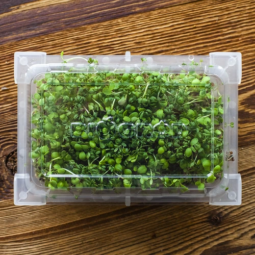 Idandaja Zielona Czuprynka koos redise seemnetega - 16