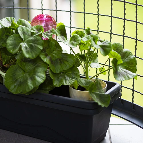 Kastmispall, kolmekordne (kolmekambriline), läbipaistev roosa, 600 ml - 9