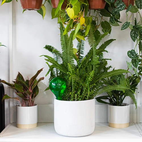 Kastmispallid taimedele, läbipaistvalt rohelised, 400 ml, 4 tk - 11