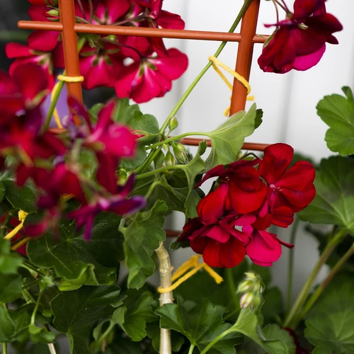 Kollane puuvillane nöör 2 mm/55 m/100 g - 11