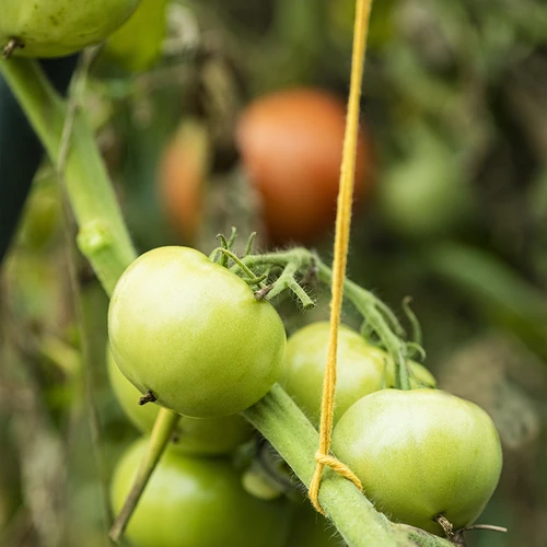 Kollane puuvillane nöör 2 mm/55 m/100 g - 10