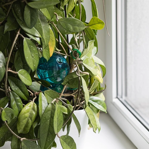 Kolmekordne (kolmekambriline) kastmiskera, läbipaistev sinine, 600 ml - 7