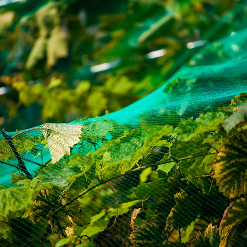 Lindude eest kaitsev võrk, roheline, 6 m x 6m - 5