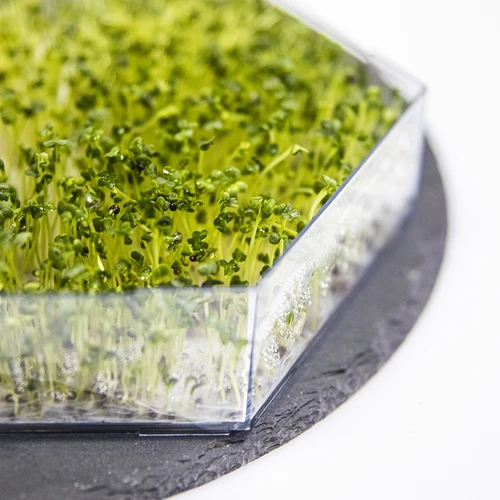 Mitmetasandiline idandaja Niezłe Ziółko + 10 pakki seemneid - 14