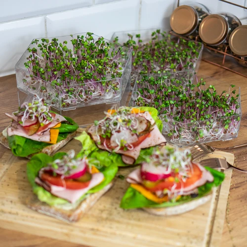 Mitmetasandiline idandaja Niezłe Ziółko + 10 pakki seemneid - 18