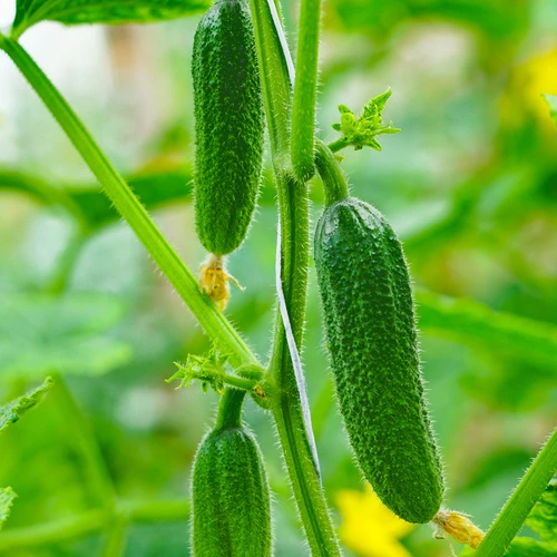 Polüpropüleennöör 1 mm/65 m/50 g - 6