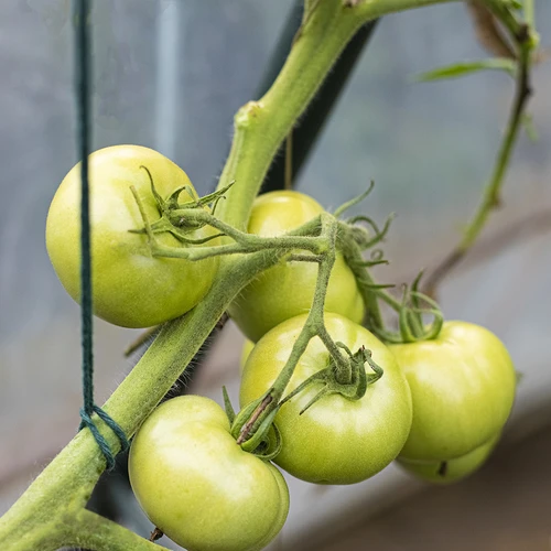 Roheline puuvillane nöör 2 mm/55 m/100 g - 9