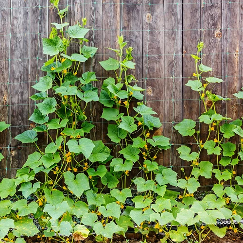 Ronitaimede tugivõrk: 2 x 20 m - 5