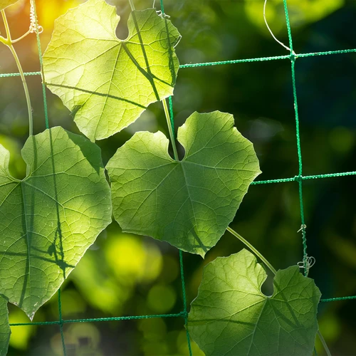 Ronitaimede võrk, 1,8 x 5 m - 5