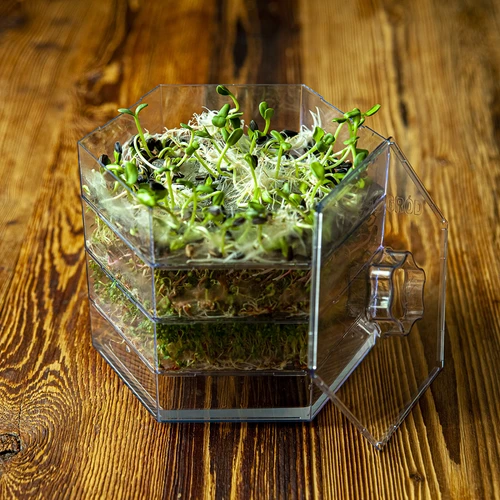 Seemnekomplekt idandamiseks - 10 pakki - 7