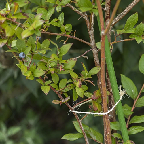 Sisalinöör 1,8 mm/40 m/100 g - 8