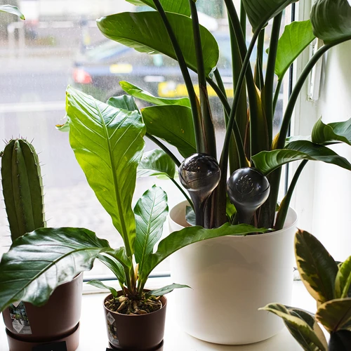 Taimede kastmiskerad, läbipaistvad mustad, 400 ml, 2 tk. - 13