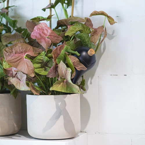 Taimede kastmiskerad, matt mustad, korgiga, 400 ml, 4 tk. - 10