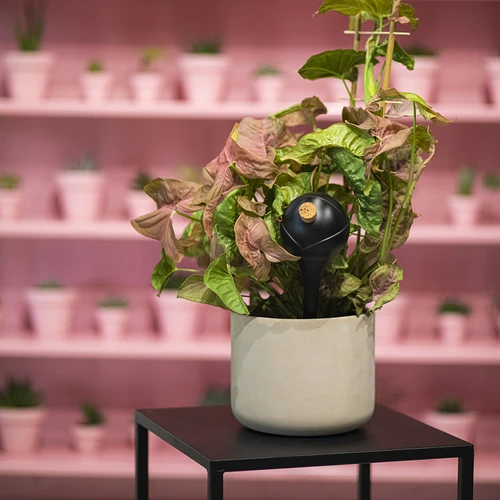 Taimede kastmiskerad, matt mustad, korgiga, 400 ml, 4 tk. - 11