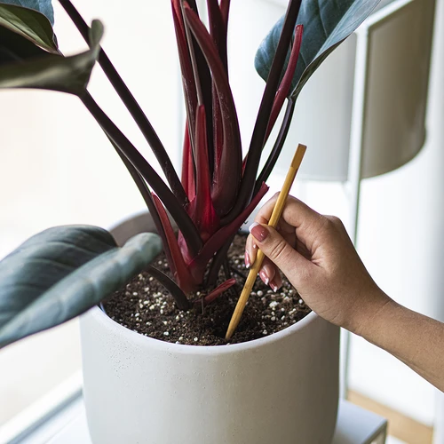 Taimede kastmiskuulid, läbipaistvad merevaigutooni, 400 ml, 4 tk. - 7