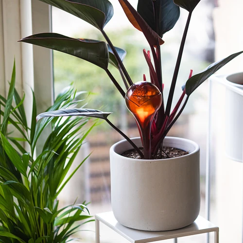 Taimede kastmiskuulid, läbipaistvad merevaigutooni, 400 ml, 4 tk. - 8