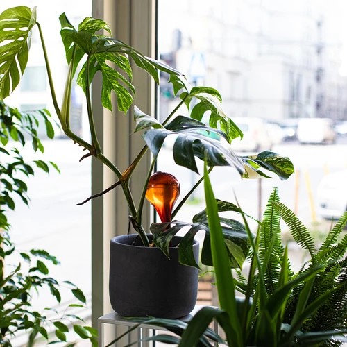 Taimede kastmiskuulid, läbipaistvad merevaigutooni, 400 ml, 4 tk. - 10