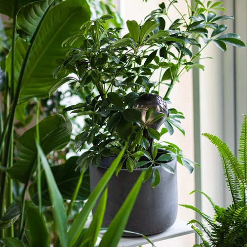 Taimede kastmiskuulid, mustad läbipaistvad, 400 ml, 4 tk. - 9