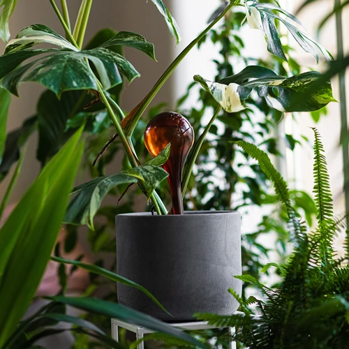 Taimede kastmispallid, läbipaistvad merevaigukarva, 400 ml, 2 tk. - 10