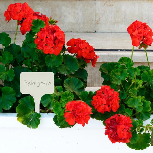 Taimede märgistamise sildid + pliiats, mix 10+20 tk. - 9