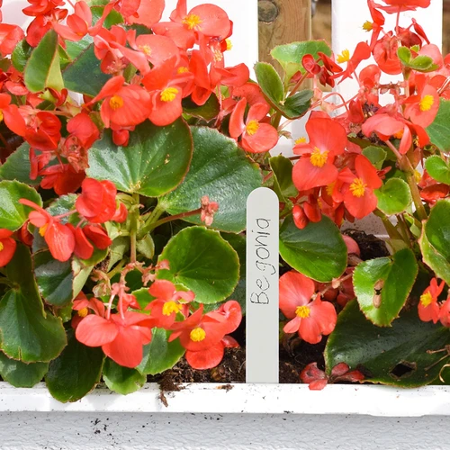 Taimede märgistamise sildid + pliiats, mix 10+20 tk. - 8