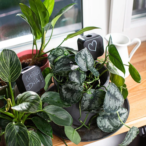 Taimede niisutaja – must tahvlikujuline silt keraamilise jalakesega, 200 ml - 9