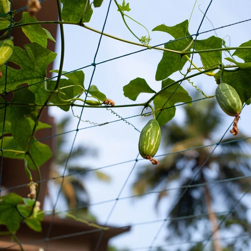 Võrk ronitaimedele, 1,8 x 2,7m - 7