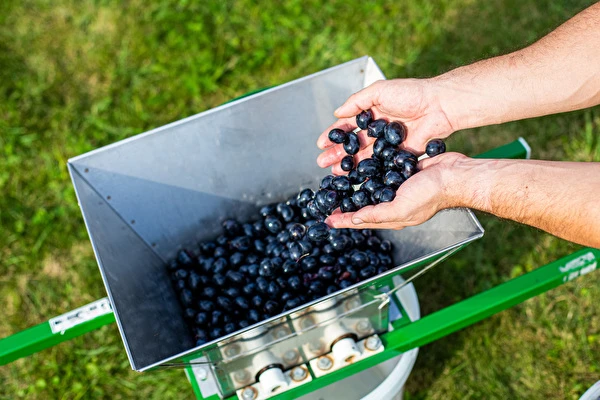 Kuidas teha veini samm-sammult?
