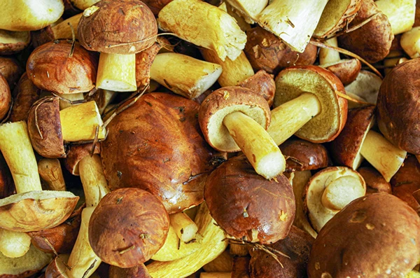 Marineeritud puravikud