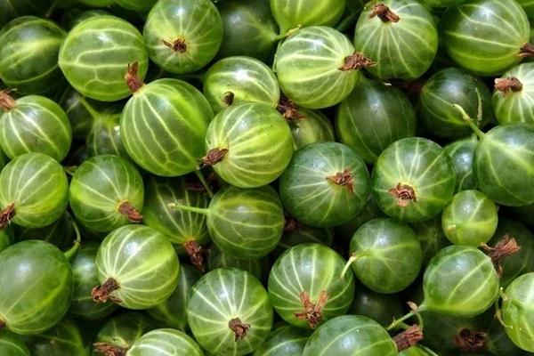 Tikritinktuur - tinktuur tikrist