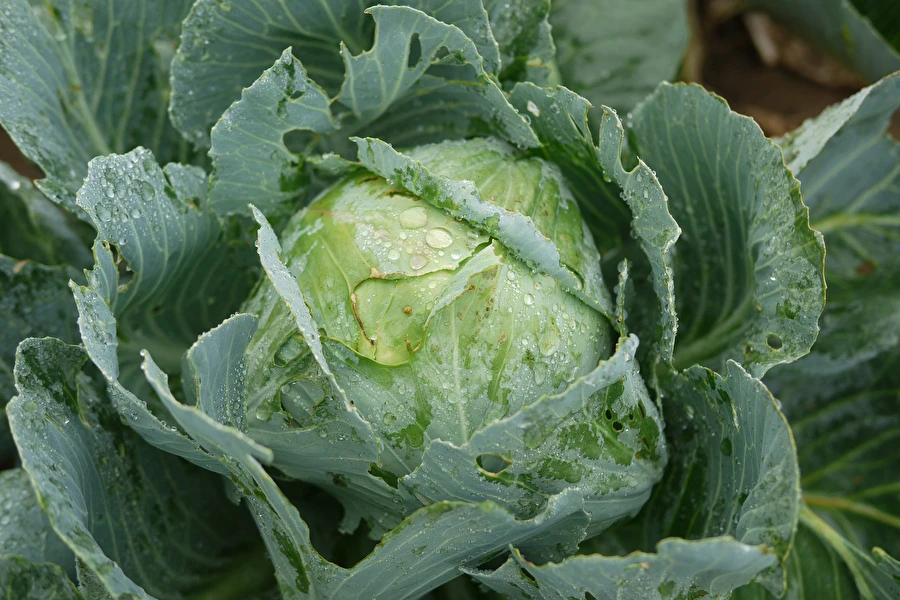 Hapukapsas proua Sylwia retsepti järgi