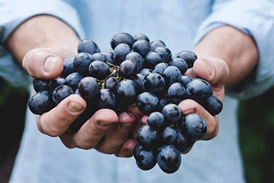 Browin Przepiśnik - Kodune grappa