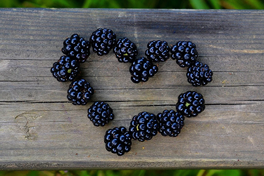 Kodune põldmuraka tinktuur