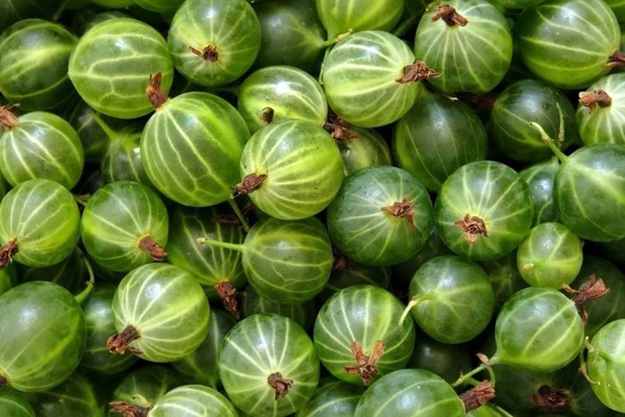 Browin Przepiśnik - Tikritinktuur - tinktuur tikrist